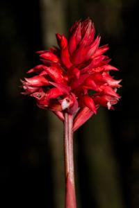 Stenorrhynchos speciosum