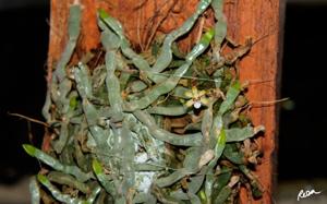 Taeniophyllum hasseltii