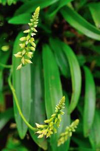 Thelasis longifolia