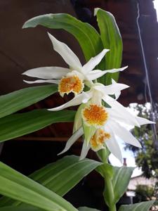 Thunia alba var. alba