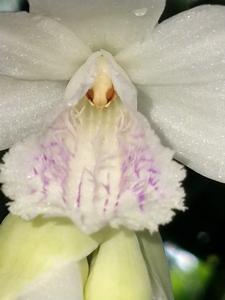 Thunia alba var. bracteata