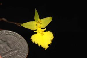 Tolumnia calochila