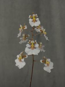 Tolumnia variegata