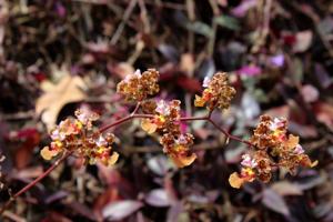 Trichocentrum luridum