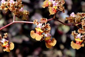 Trichocentrum luridum