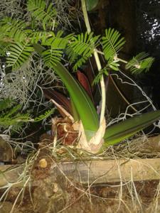 Trichocentrum splendidum