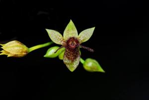 Trichoceros antennifer
