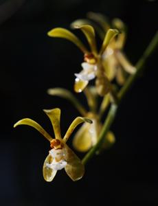 Trichoglottis gibbosicalcar