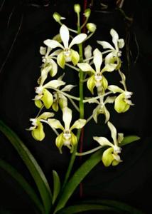 Vanda lamellata var. remediosae