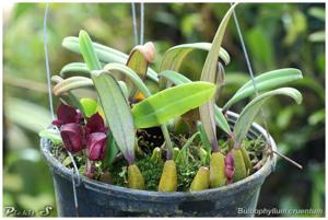 Bulbophyllum cruentum