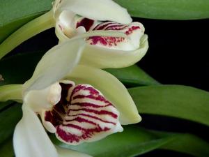 Vanda flavobrunnea
