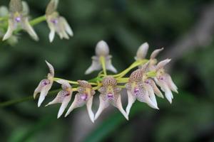 Bulbophyllum guttulatum