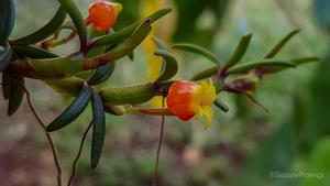 Mediocalcar decoratum