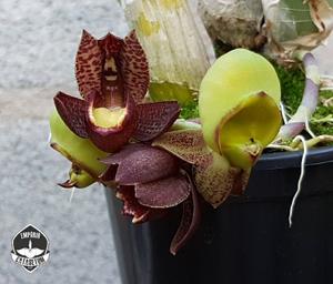 Catasetum pulchrum