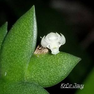 Dendrobium aloifolium