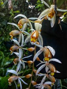 Coelogyne swaniana