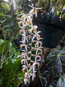 Coelogyne swaniana