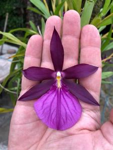 Miltonia moreliana