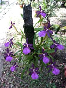 Miltonia moreliana