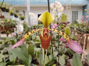 Paphiopedilum lowii