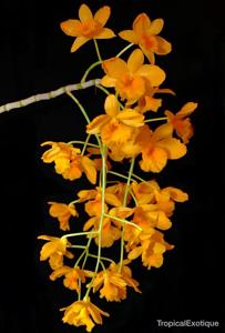 Dendrobium fimbriatum