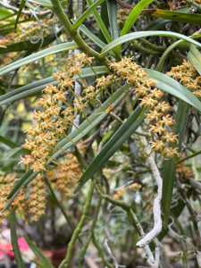 Tridactyle bicaudata
