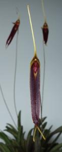 Trisetella didyma