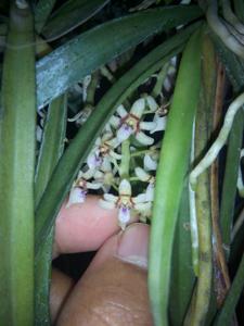 Tuberolabium odoratissimum