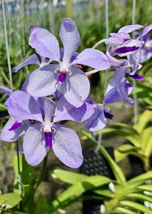 Vanda coerulea