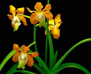Vanda denisoniana