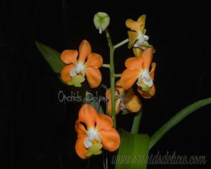 Vanda denisoniana