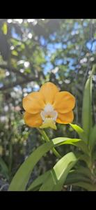 Vanda denisoniana