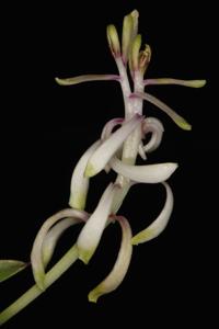 Vanda falcata