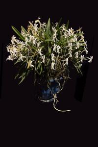 Vanda falcata