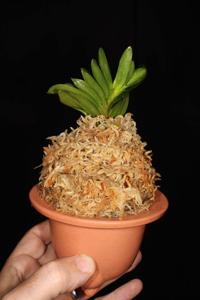 Vanda falcata