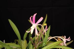 Vanda falcata