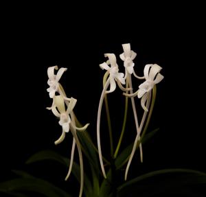 Vanda falcata