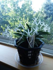 Vanda falcata