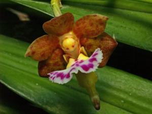 Vanda flabellata