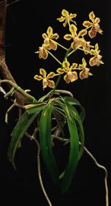 Vanda lamellata var. lamellata