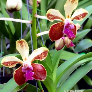 Vanda lamellata var. boxallii