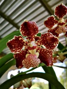 Vanda lombokensis