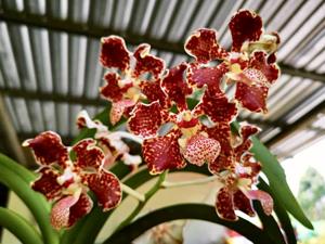 Vanda lombokensis