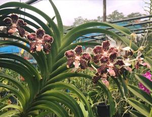 Vanda lombokensis