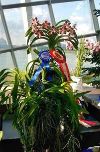 Vanda lombokensis