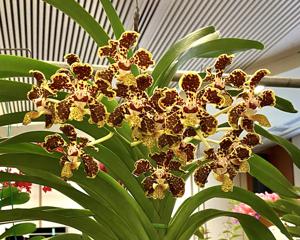 Vanda lombokensis