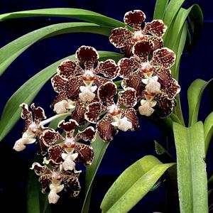 Vanda lombokensis