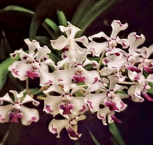 Vanda luzonica