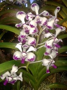 Vanda luzonica