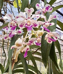 Vanda luzonica